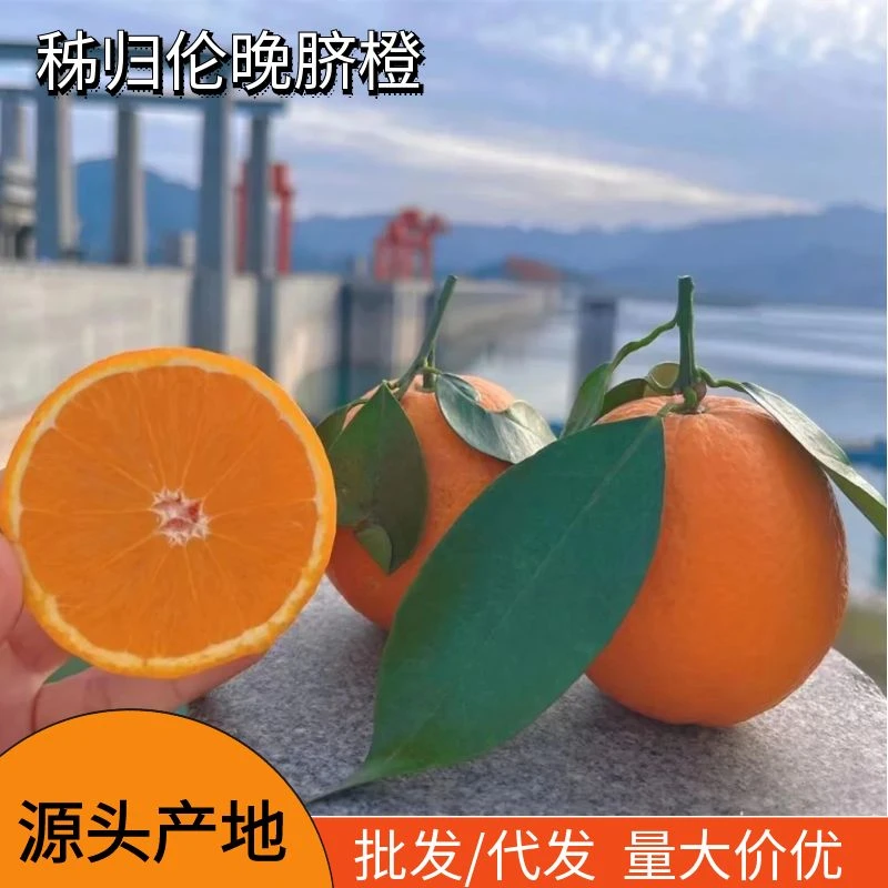 水果批发秭归伦晚脐橙新鲜橙子果园现摘当季多汁甜橙整箱1.5斤