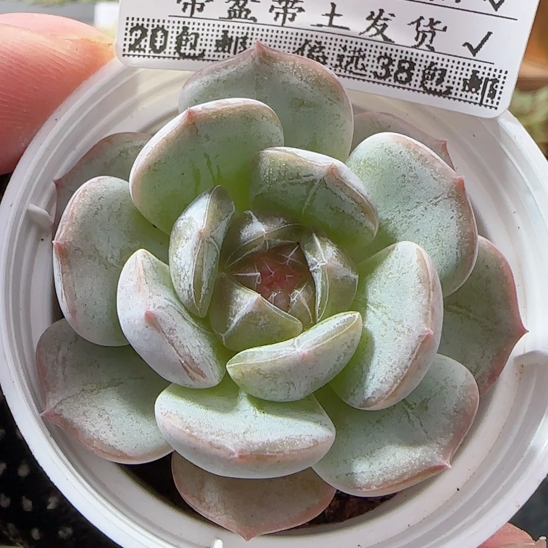 多肉0916--18白恋