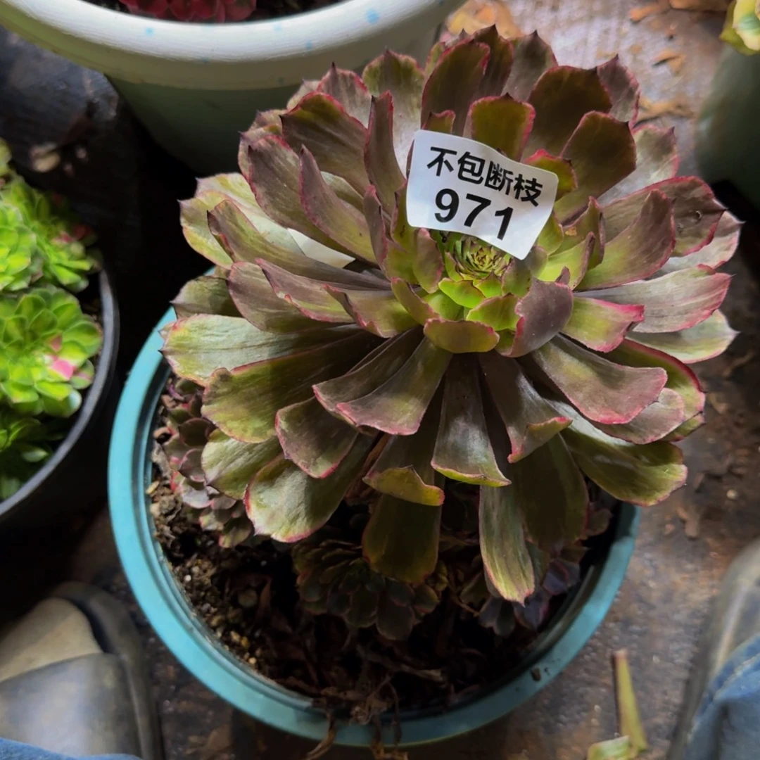 爱***宝971多肉植物法师号