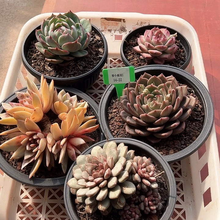 14.22一筐多肉植物