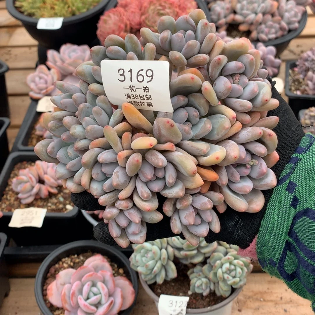 16厘米12头无砍香水3169