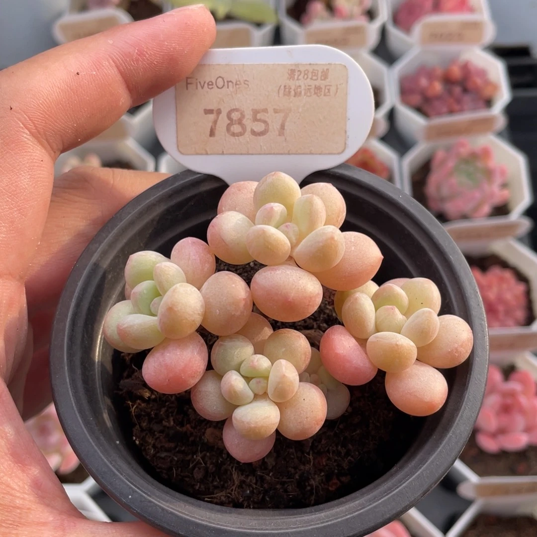 泡泡糖7857-7.5厘米