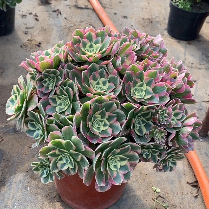 白凤多肉植物39。