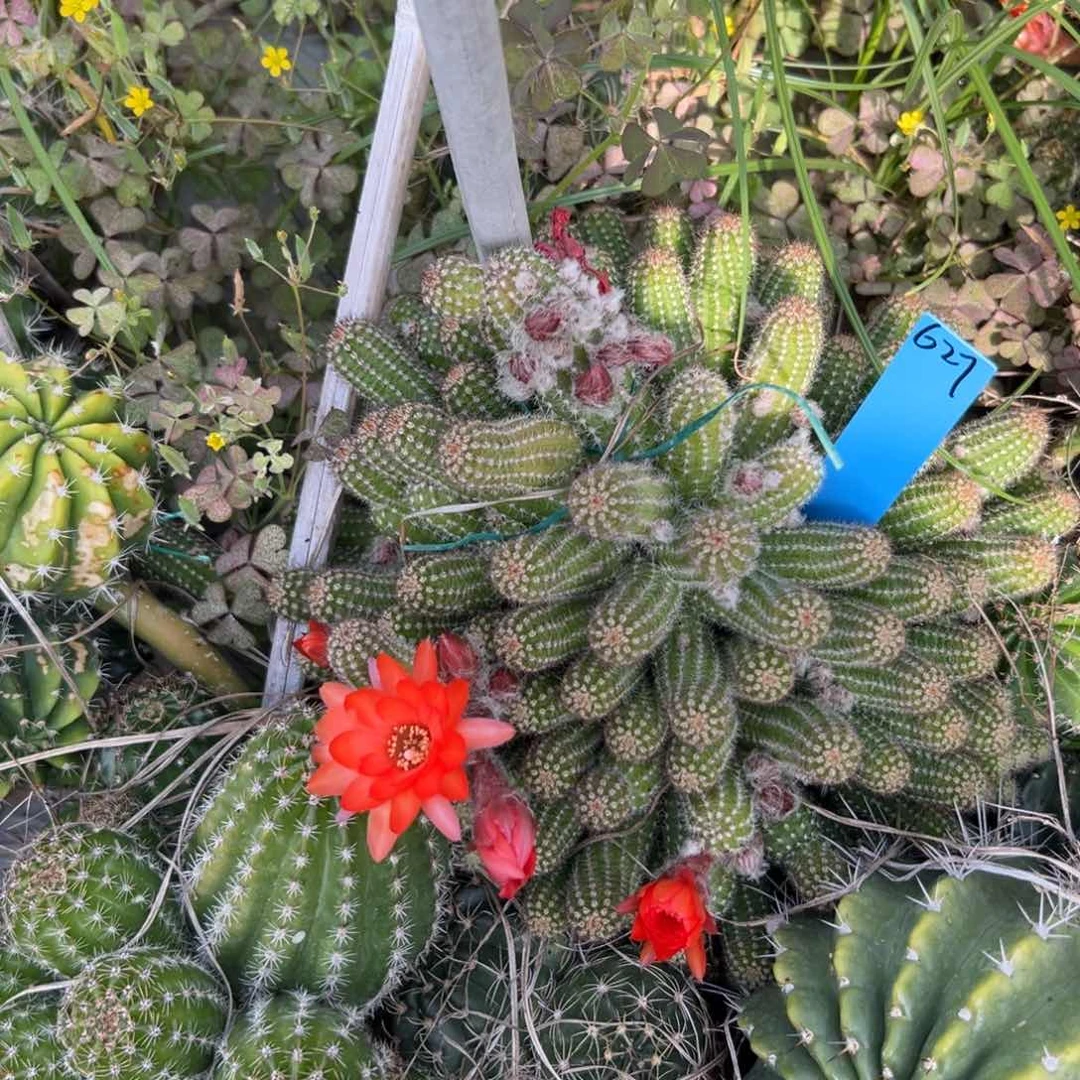 苗接白檀仙人球627