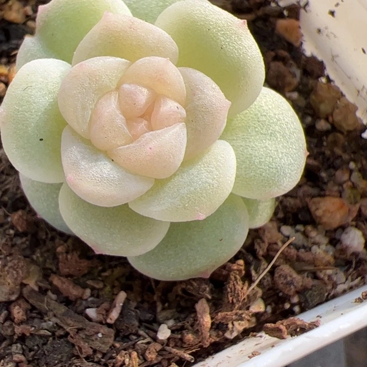 开播福利，一物一拍，尺寸不大介意勿拍