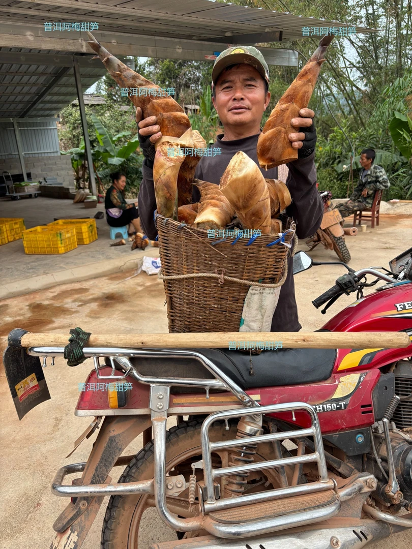 云南普洱甜笋新鲜现挖夏天鲜笋大山种植高山笋产品发货