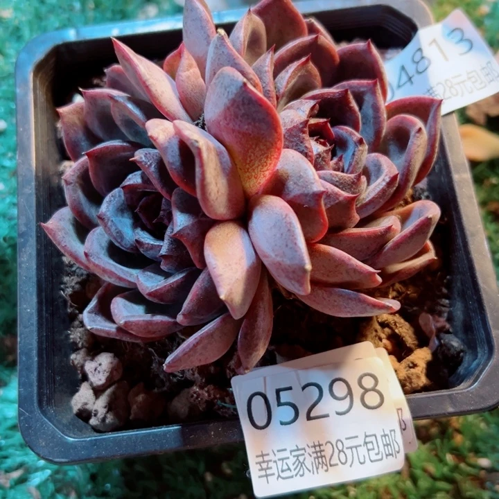 幸运的是我还没遇到你呢