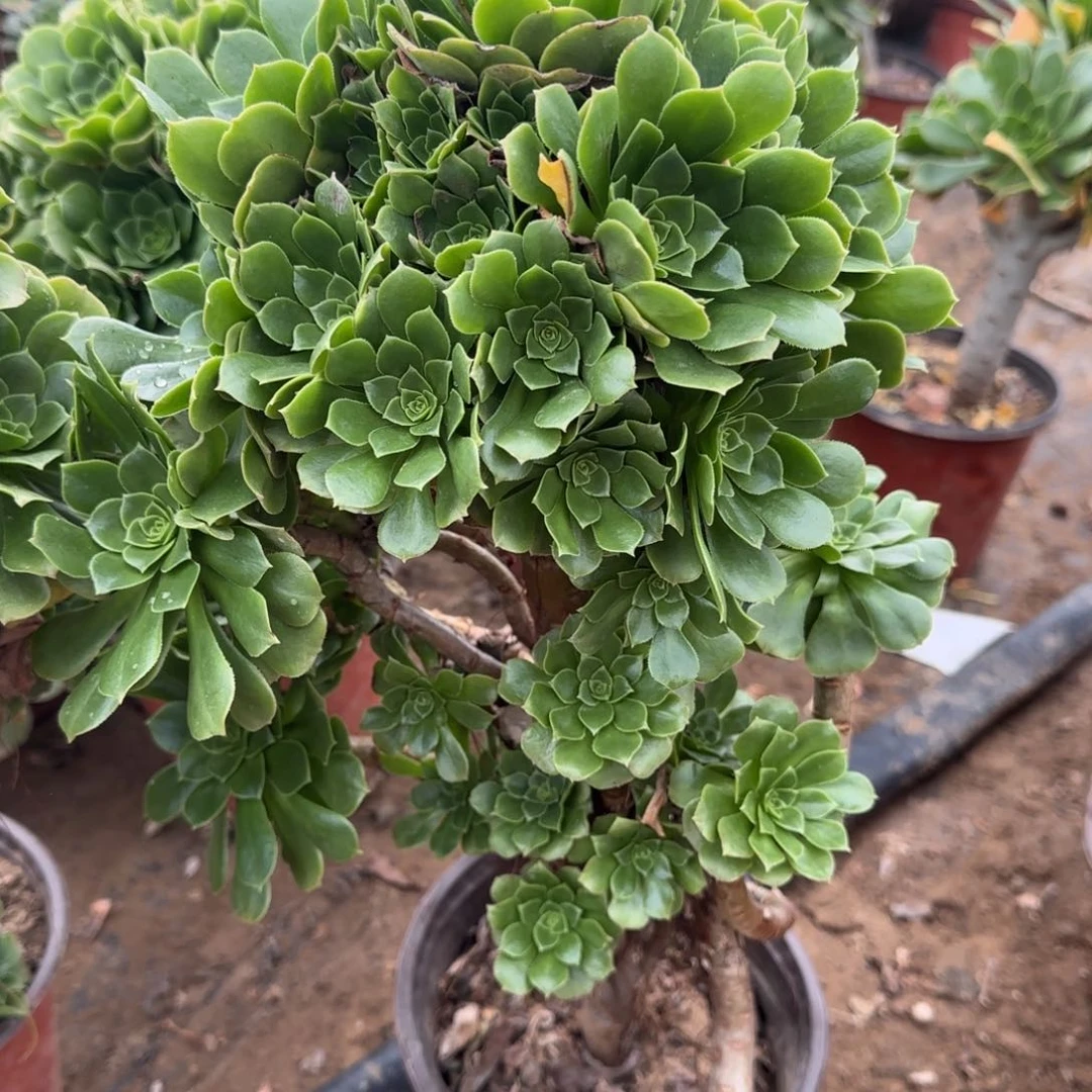 绿羊绒多肉559满28包邮断枝不包