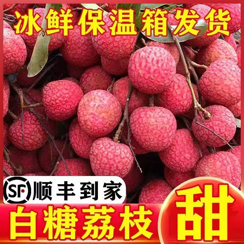【现货纯甜】2025高州新鲜白糖罂老树荔枝应季水果顺丰冷链包邮