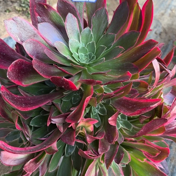 金丝雀多肉断枝不包61