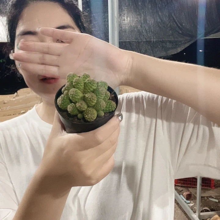 卡莱主教仙人球6-7公分