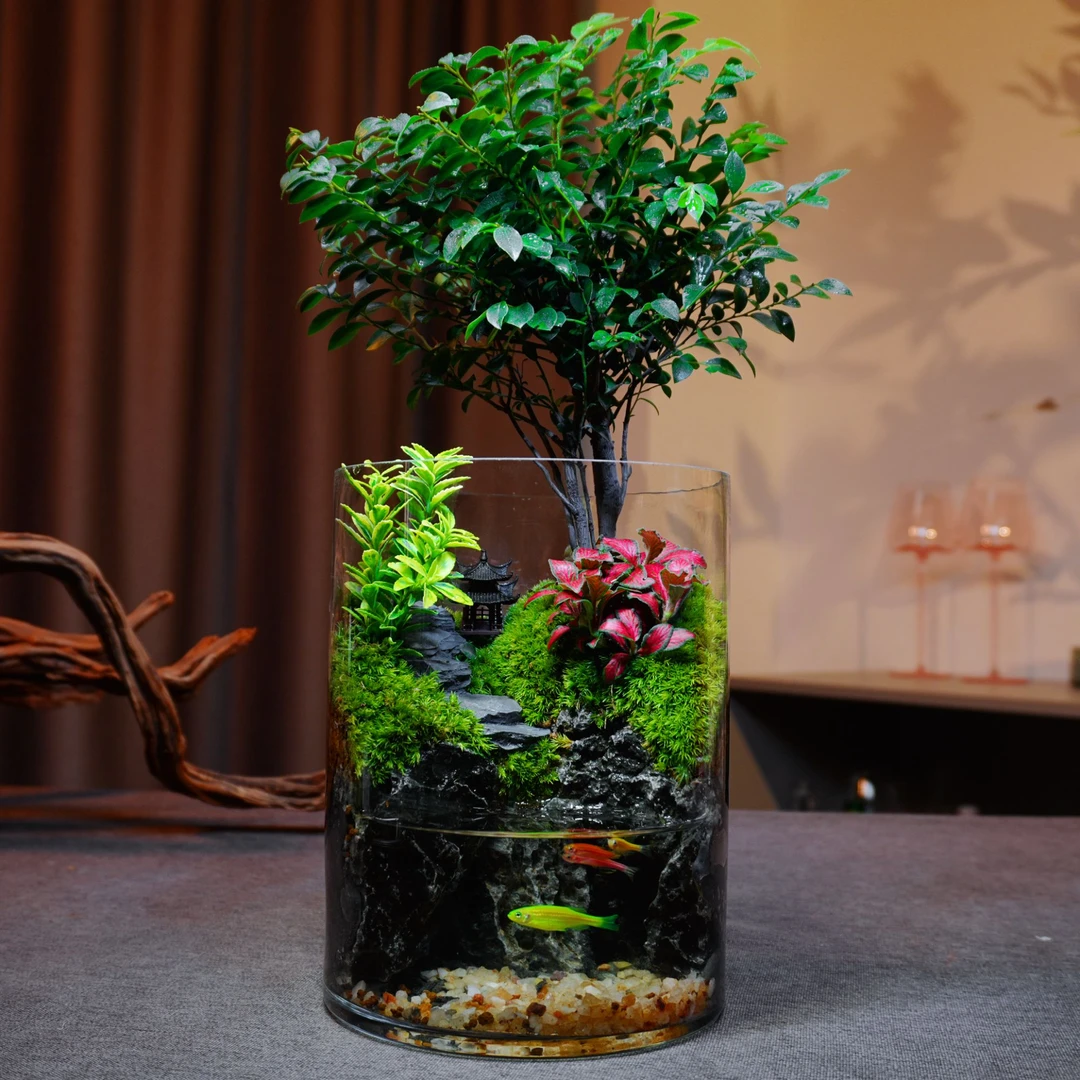 【仙居】小叶紫檀绿植微景观室内盆景可养鱼山水景观办公室盆栽植物