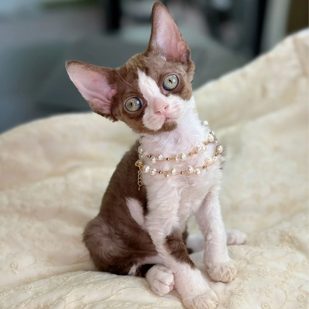 【邹發財德文猫舍】咖白开脸满耳满背DD生日：2025.04.24