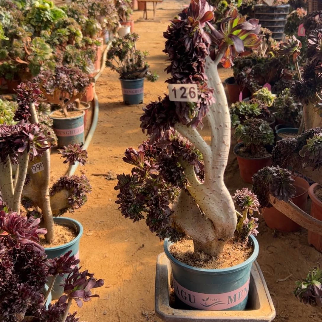 有伤黑缀126一颗