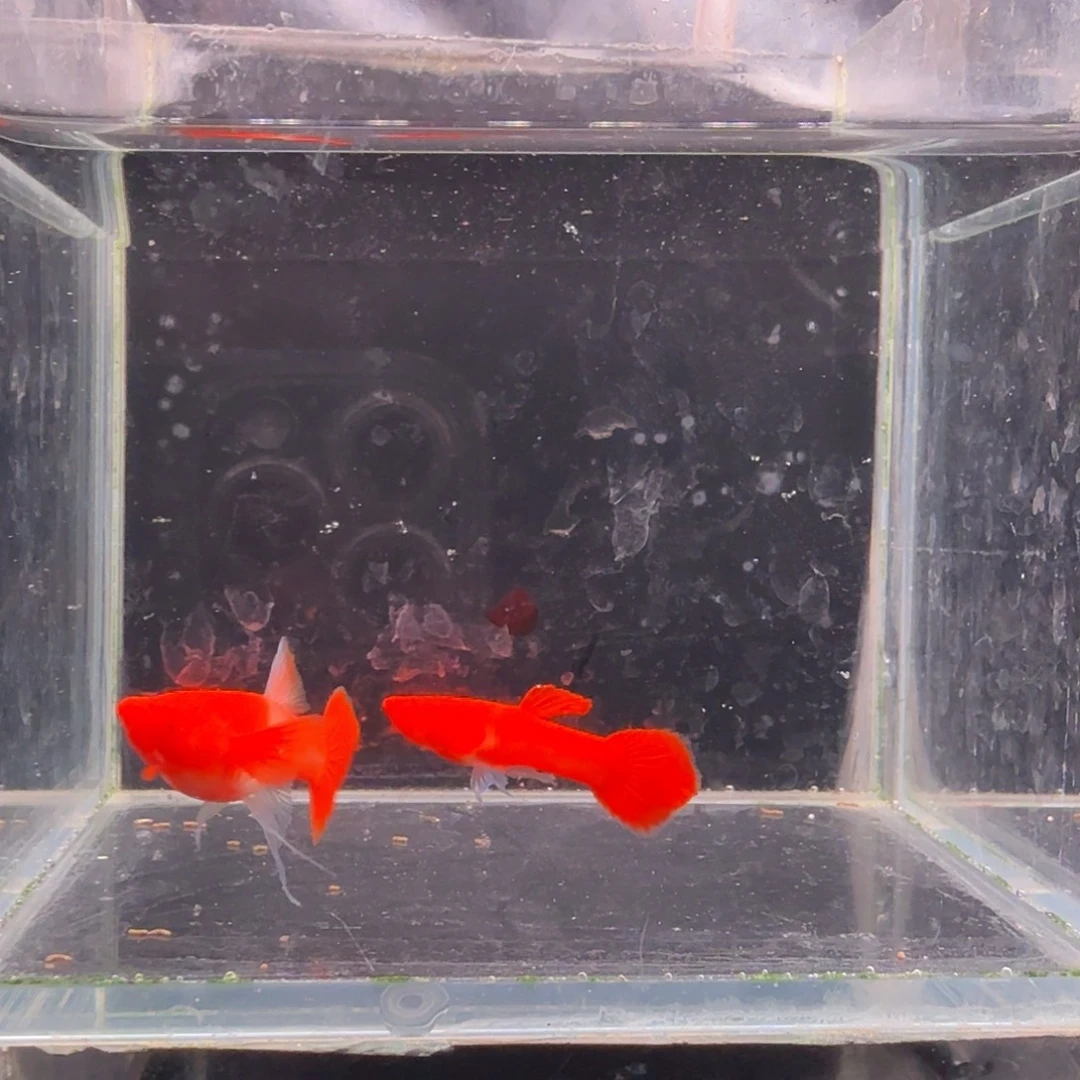 孔雀鱼鸿运当头双份水缎带1对