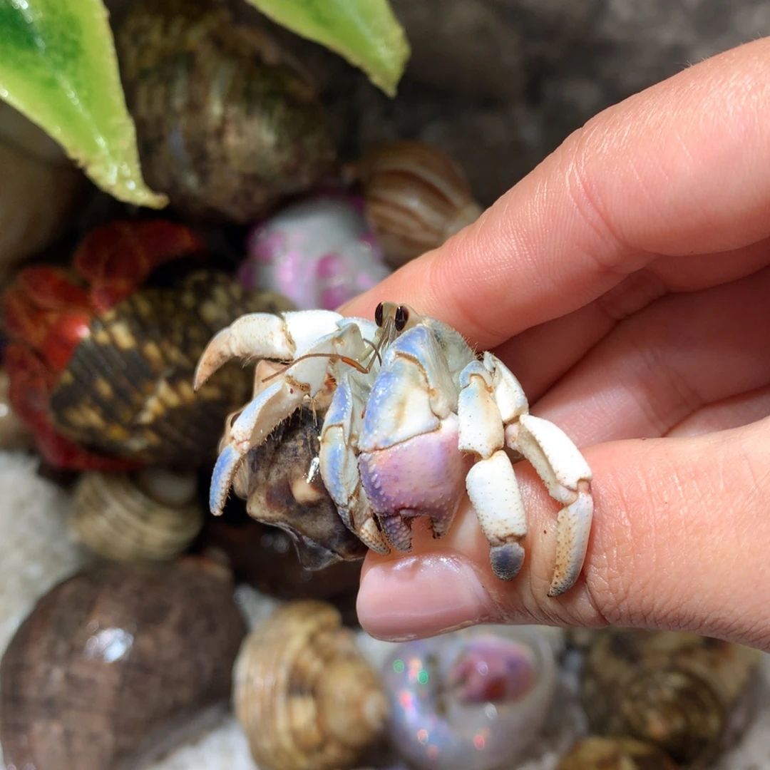 2.1 寄居蟹出售，不退不换6号