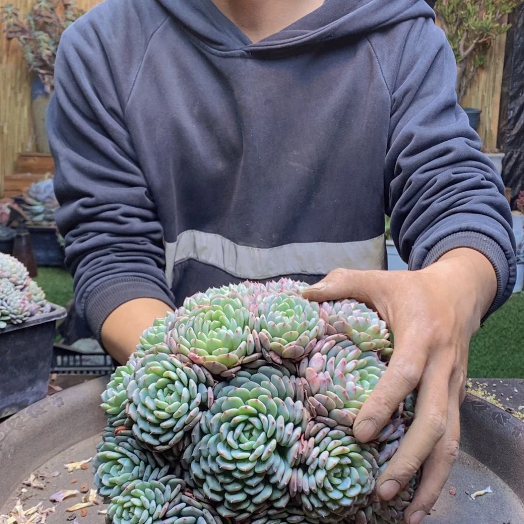 L**aC18 号白胖子多肉