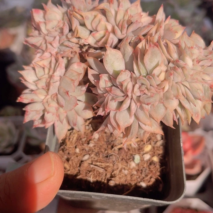 月光锦缀多肉植物