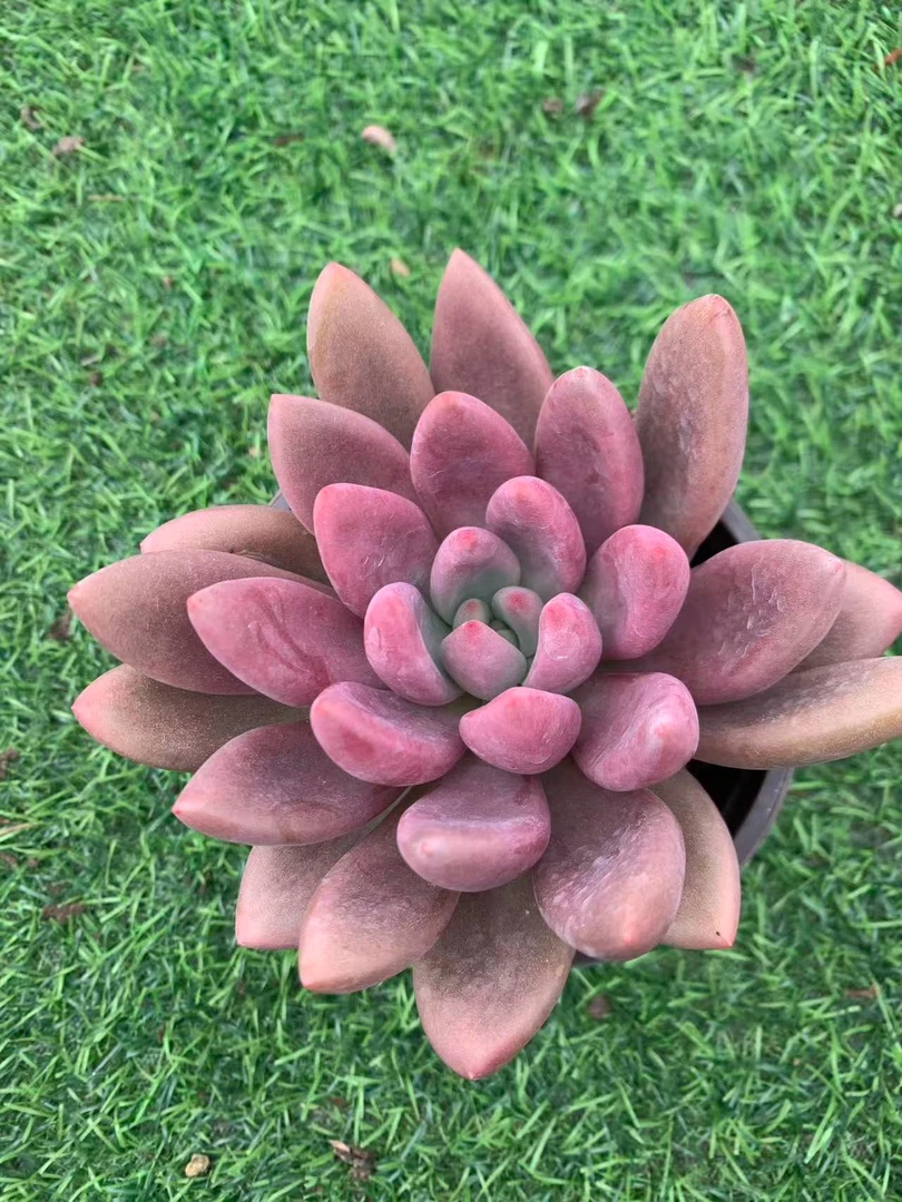 桃花源多肉植物，满9.9包邮，云南军哥基地发货，新手，好养护，耐旱