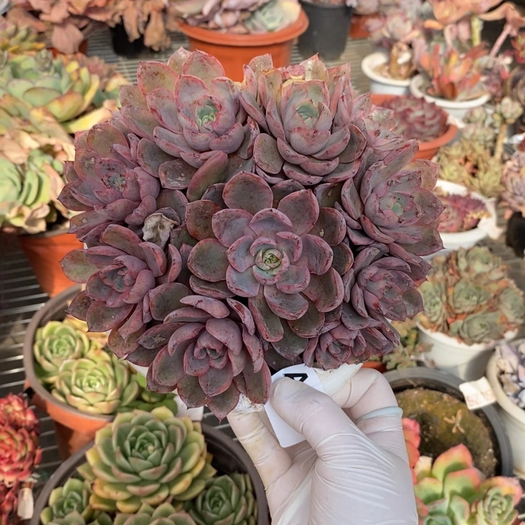 120赫拉手捧一物一拍