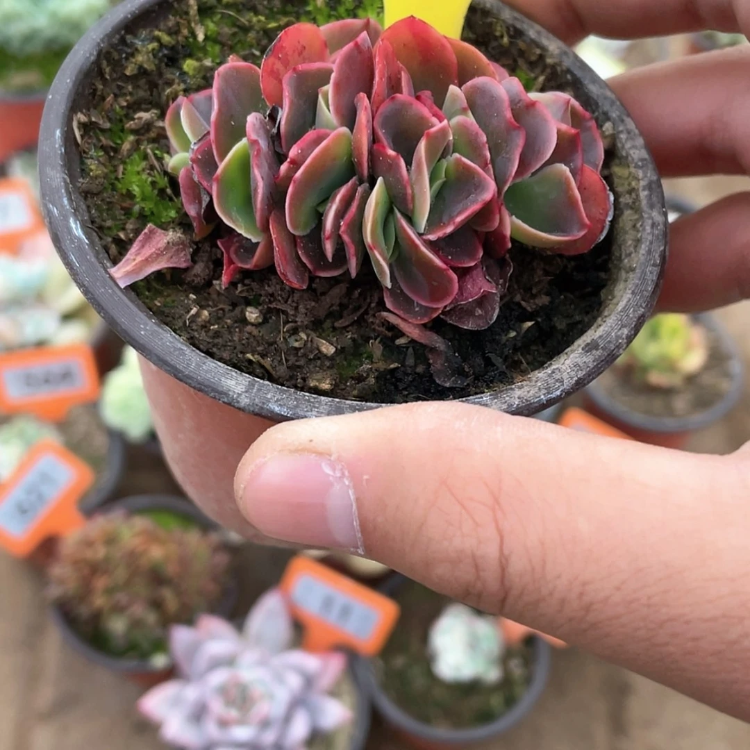 【闪购商品】西**心1272号