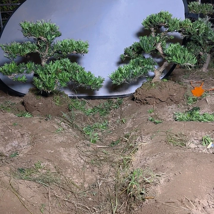 井***爷无花朵6666666666666