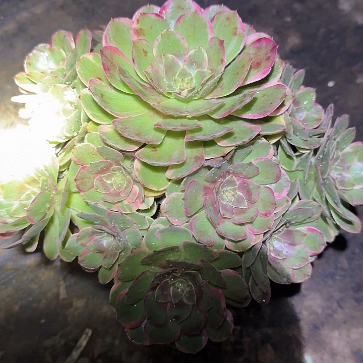 精品粉花妖老桩亏本福利