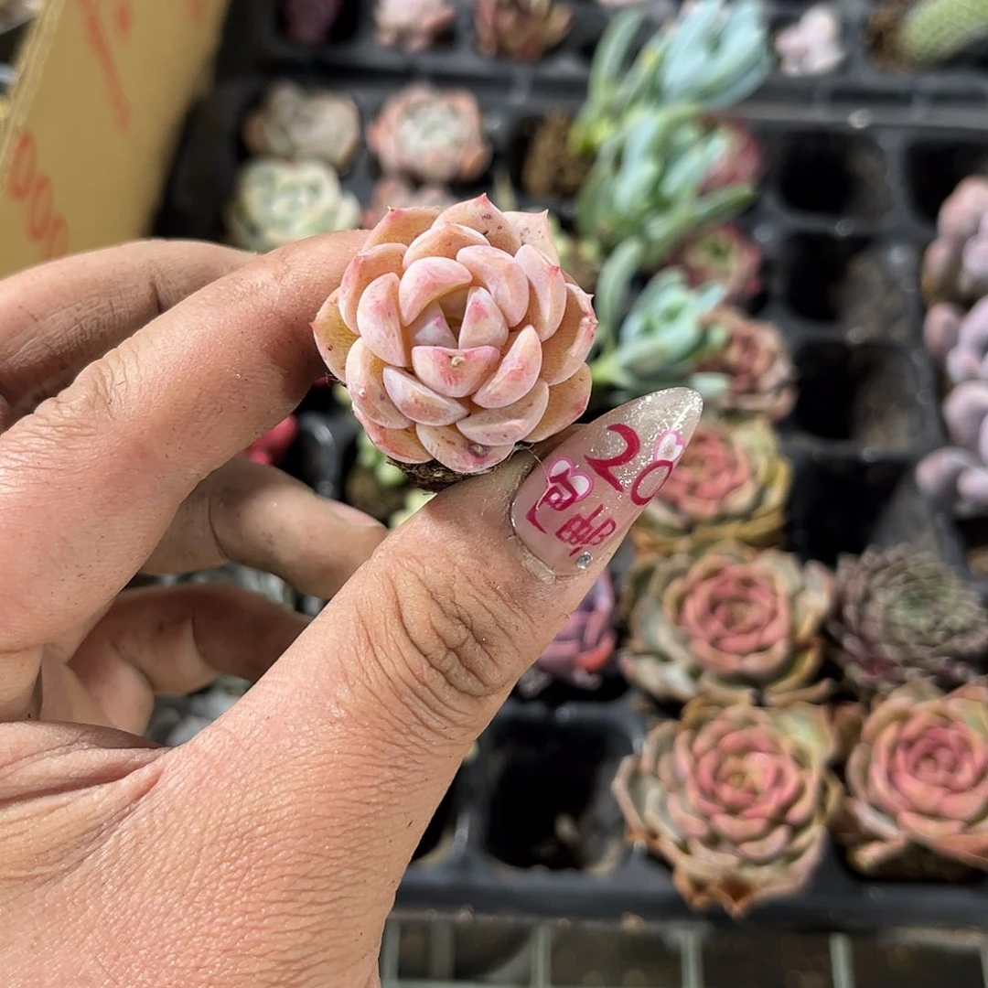 就这死样子单头发货