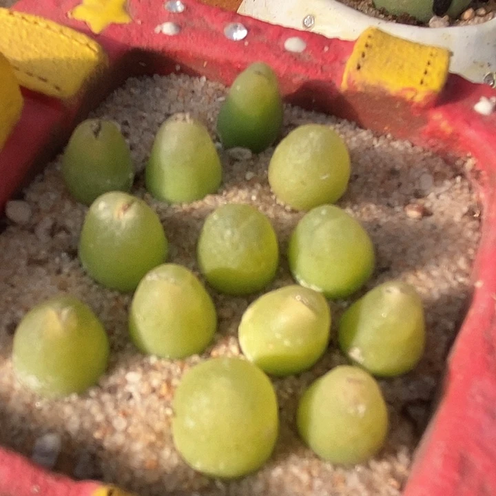 28510大葫芦母本一颗