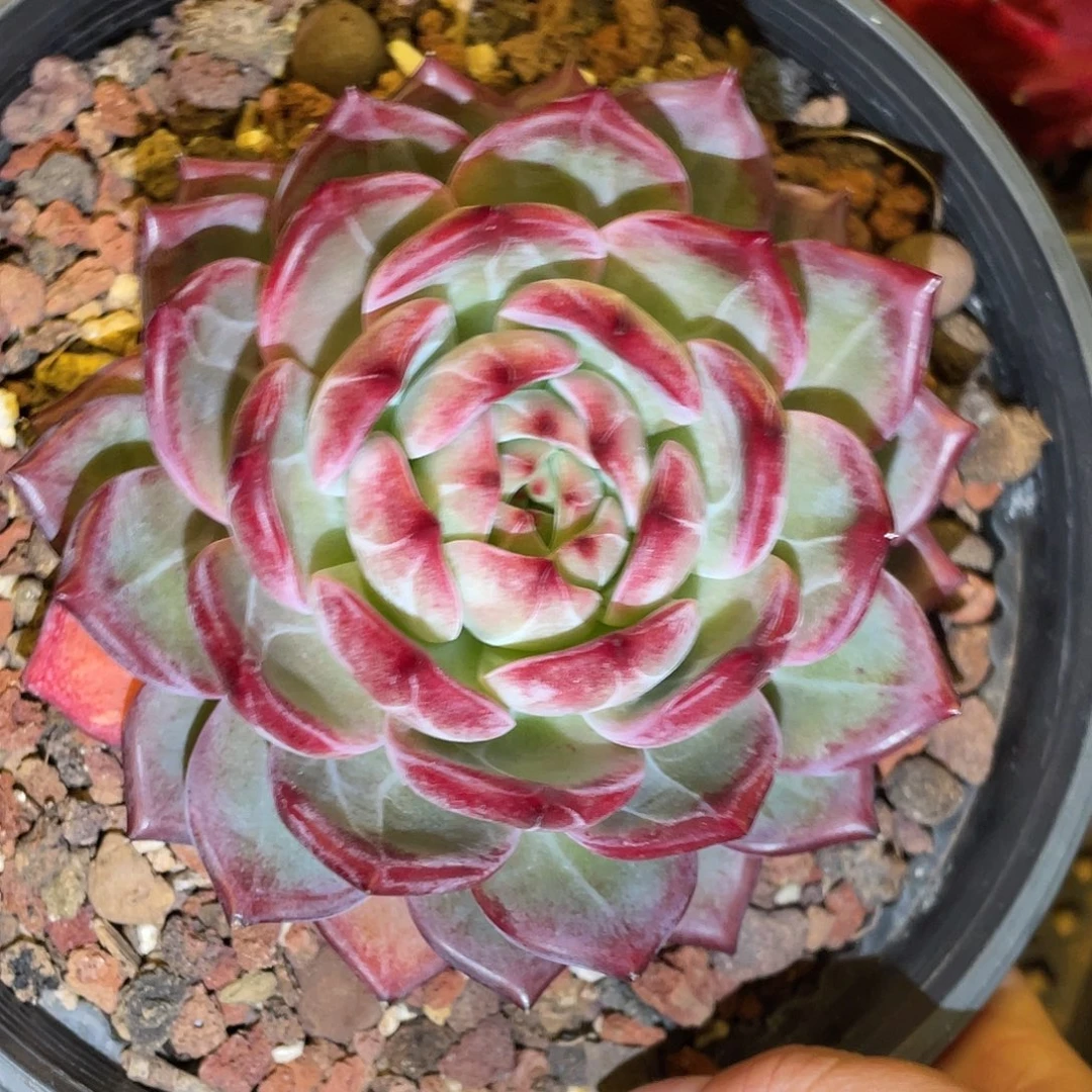 多肉植物一物一拍