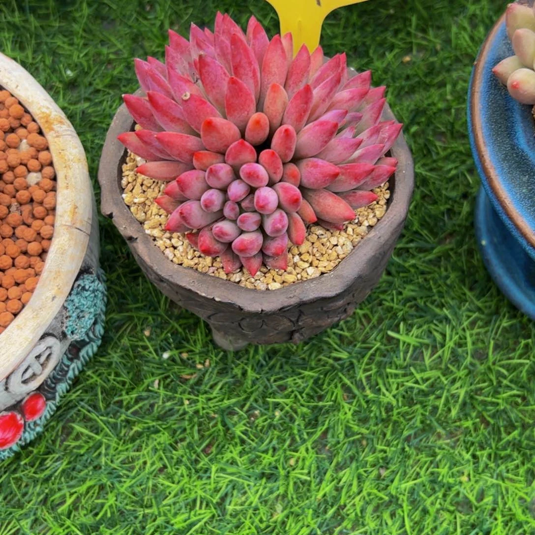 小*?车厘子多肉植物带盆