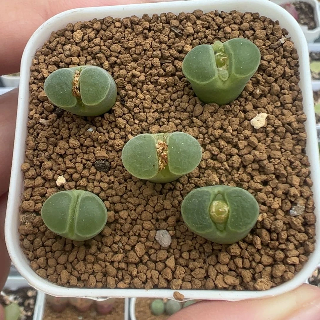 019y400风铃裸根发货