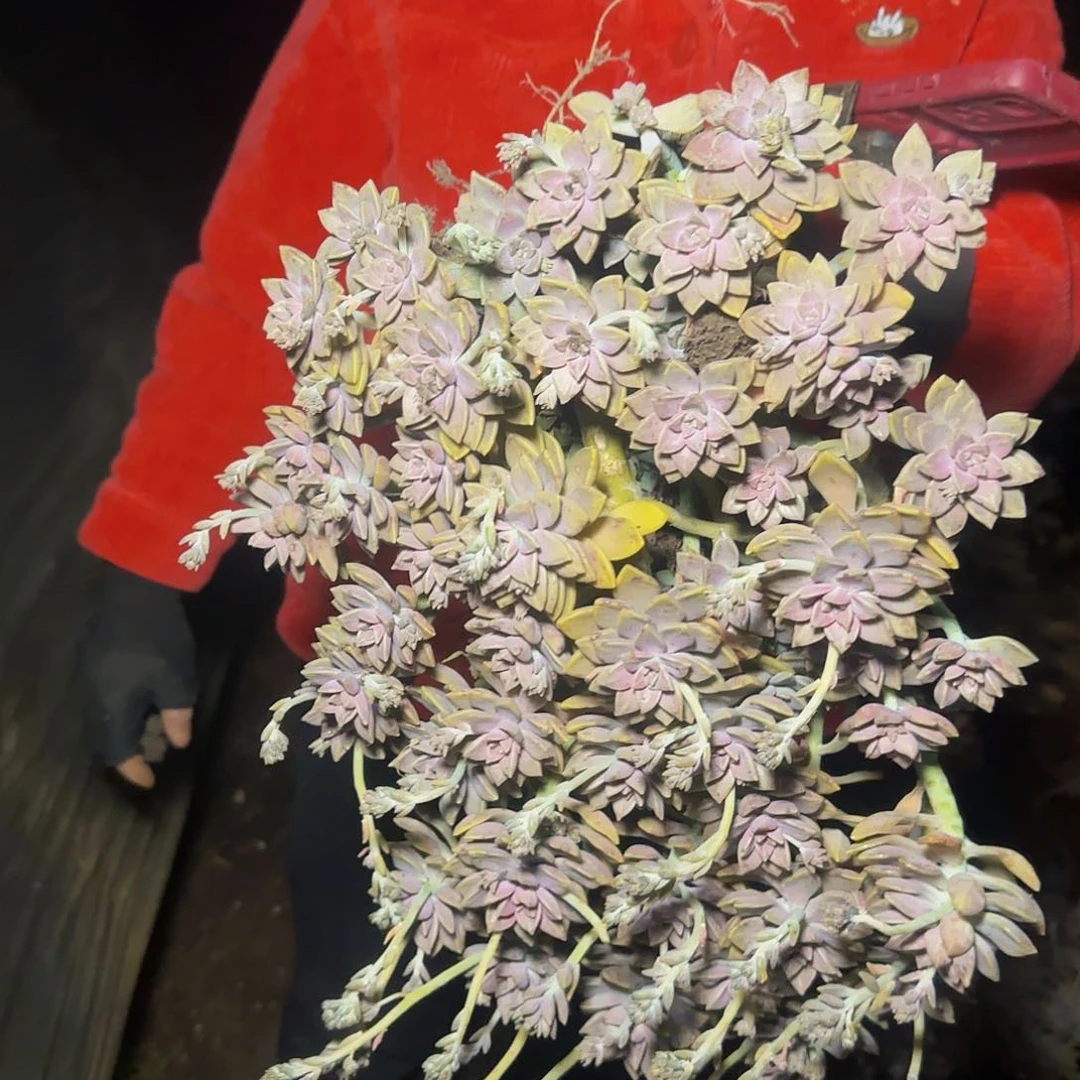 盆栽阿伦陪多肉多肉