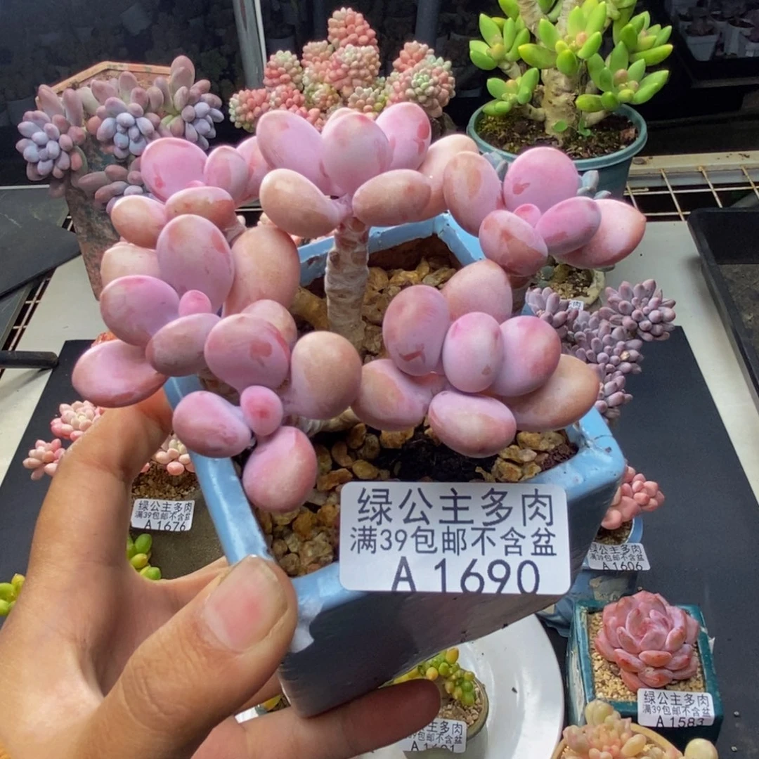 690糖果桃蛋多肉8c m