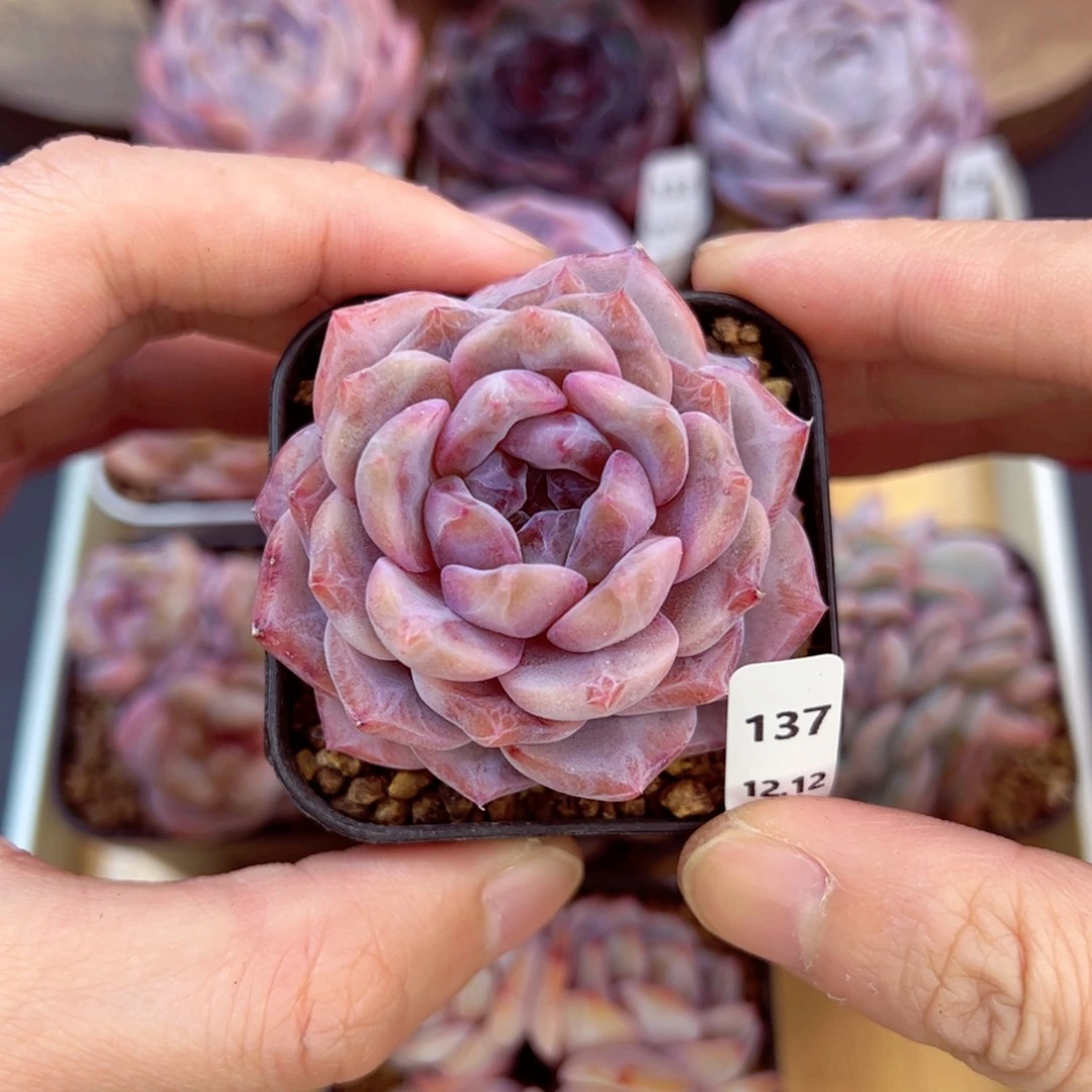 好好看137、哈哈哈哈