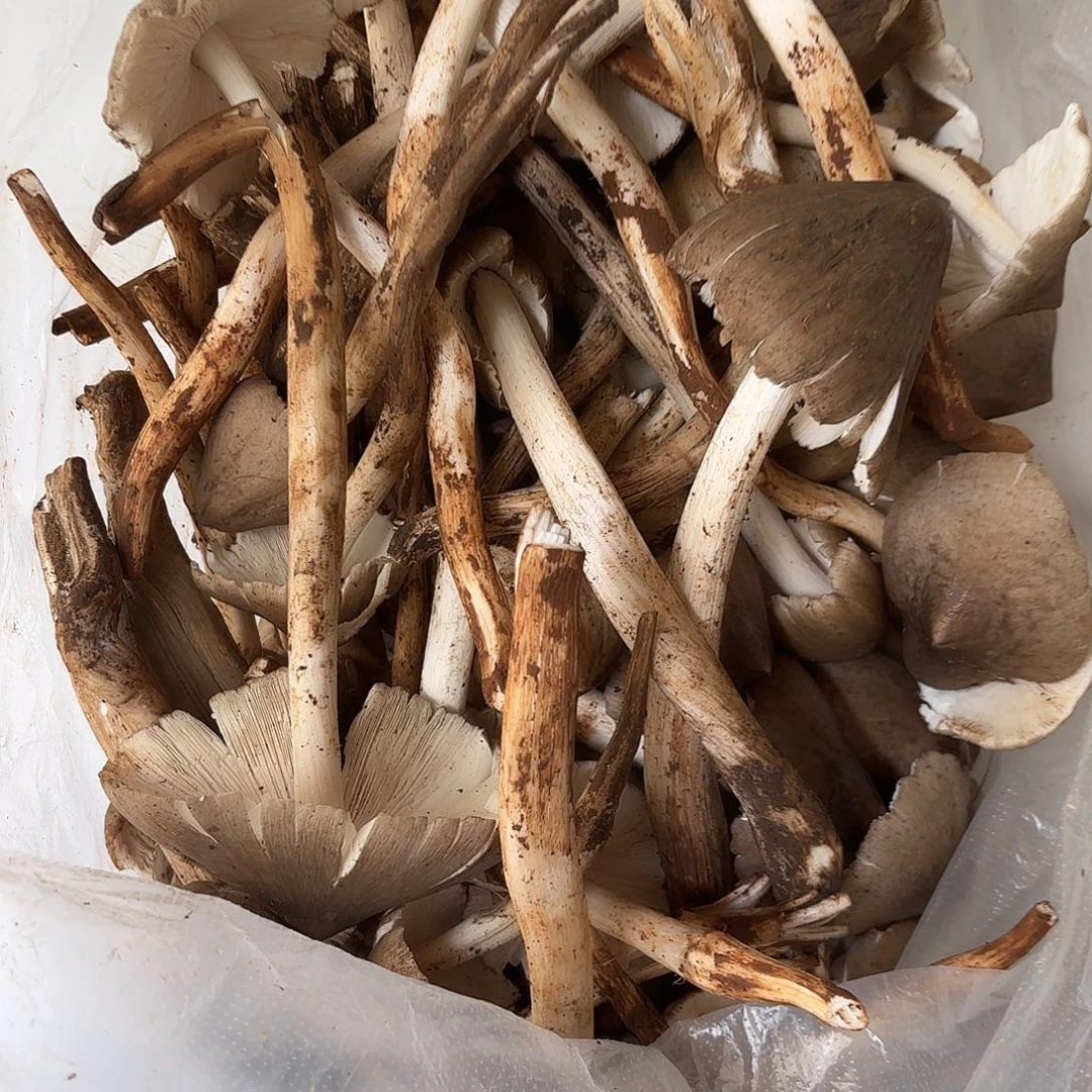 麻***鑫云南南华野生菌中国大陆