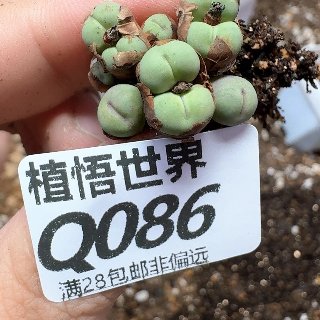 多肉植物的润泽fbnn