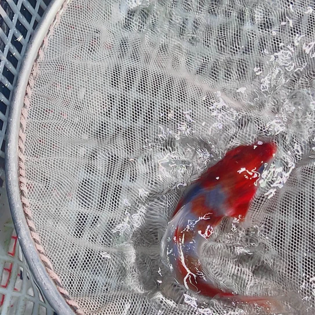 落****锦鲤锦鲤观赏鱼1111