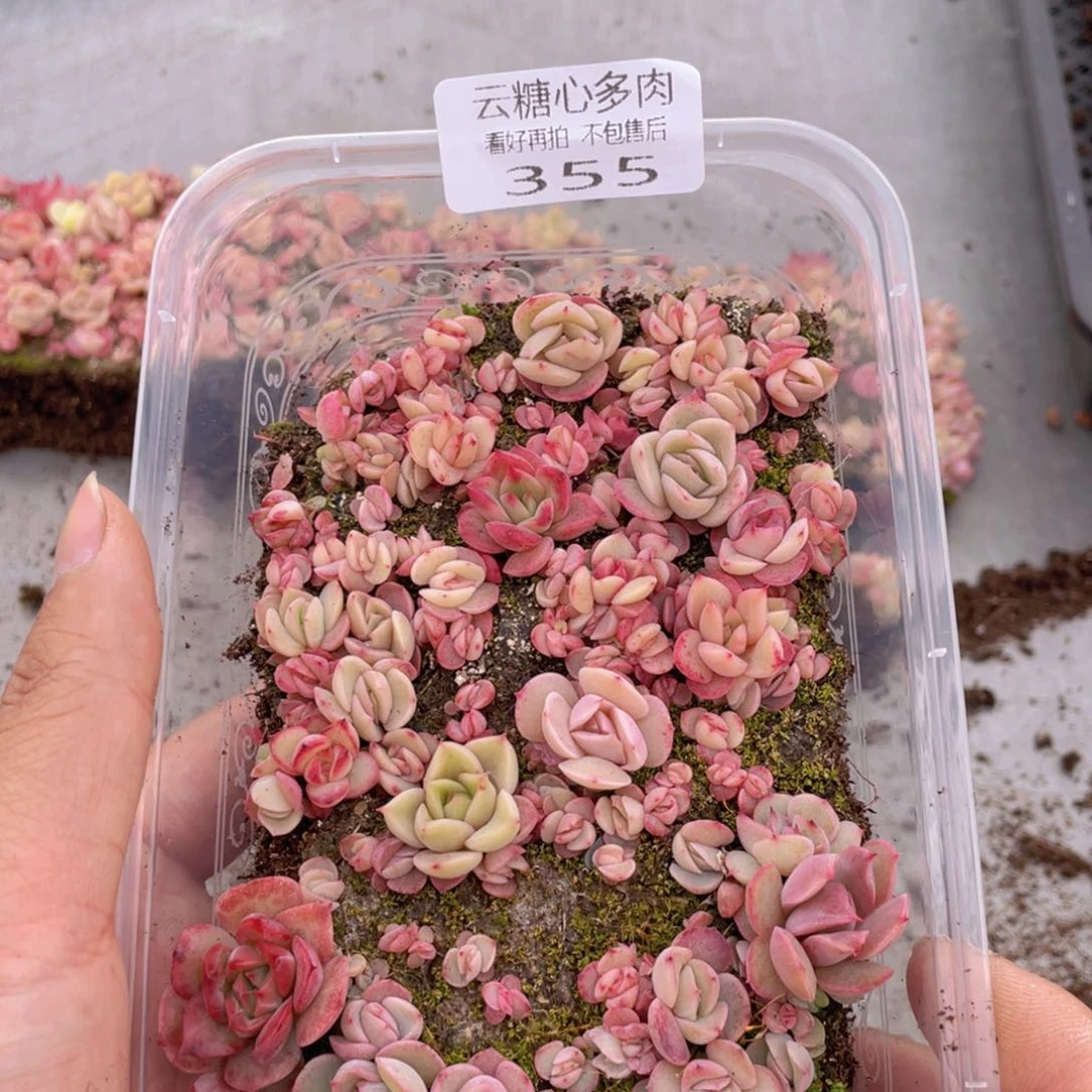 云糖心多肉植物355