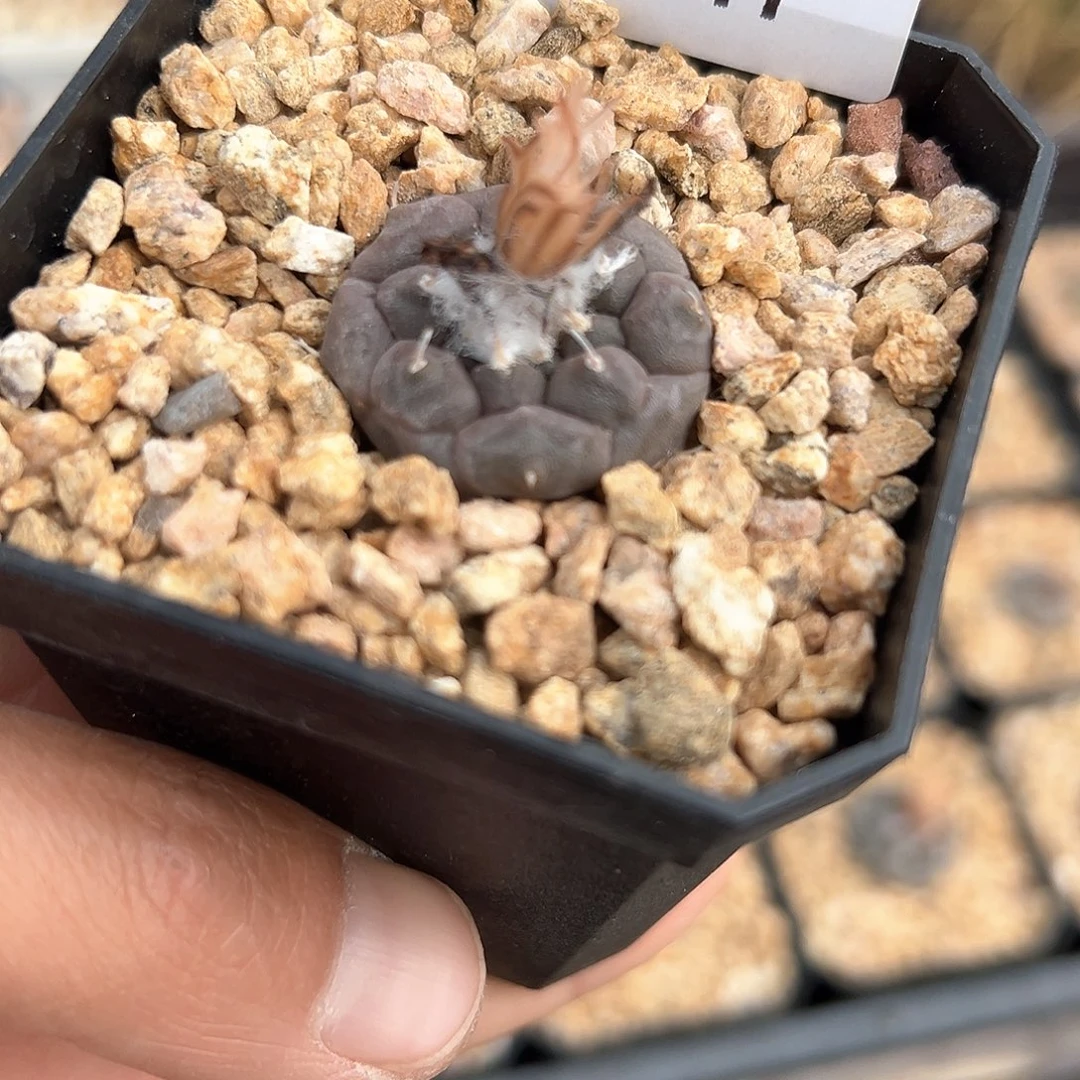 冬云，仙人球，实生，萝卜根2.8厘米