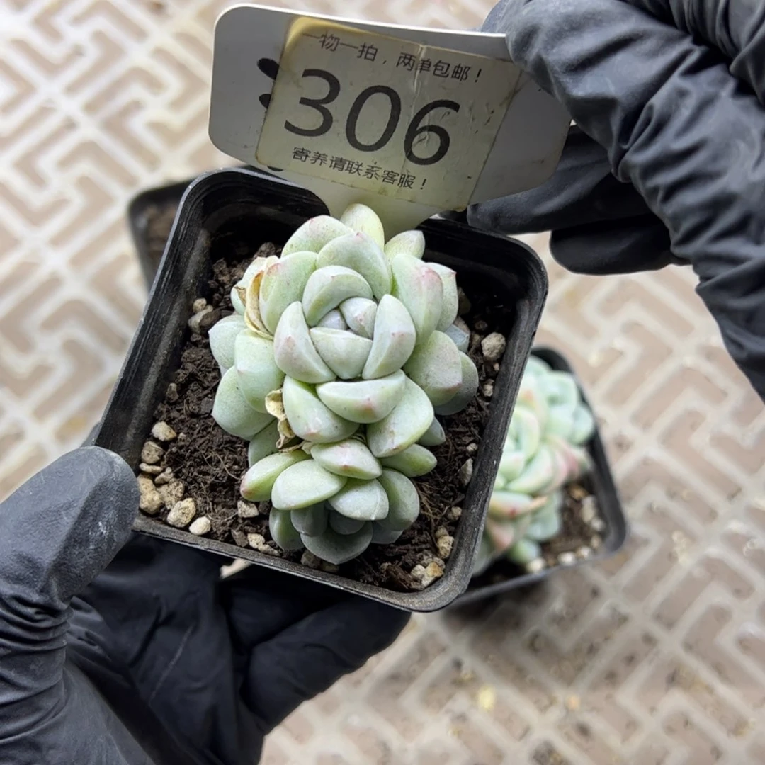 红陶果*然306号多肉植物