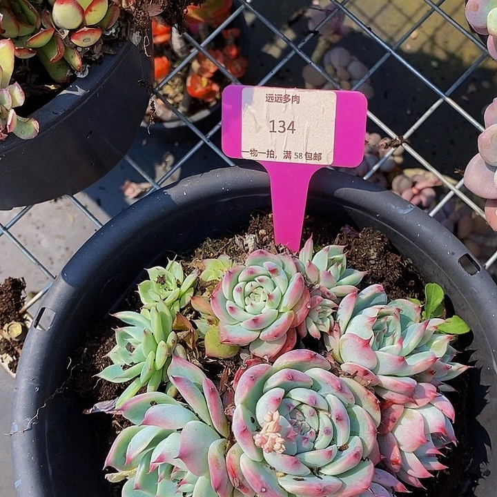 134吉娃娃肉肉肉肉