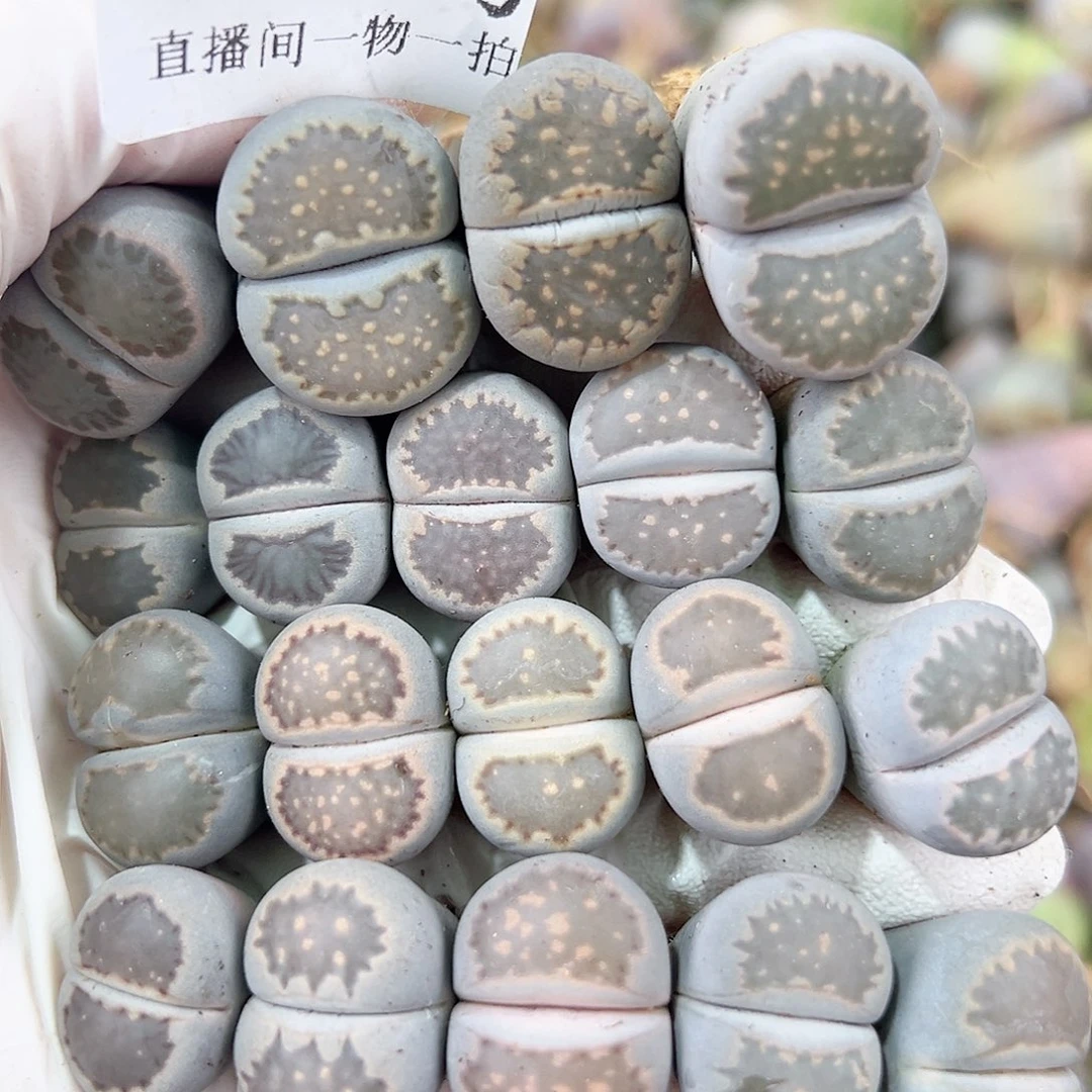 8720 好养易活生石花大母本19个1.5-2cm