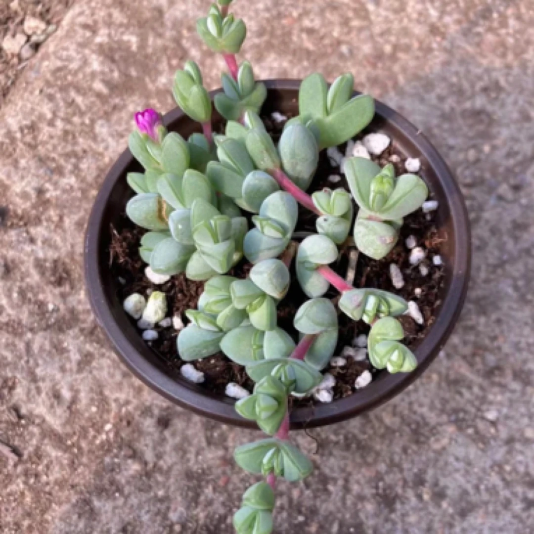 碧玉莲110盆多肉植物盆栽垂吊绿植易养护室内外花卉装饰