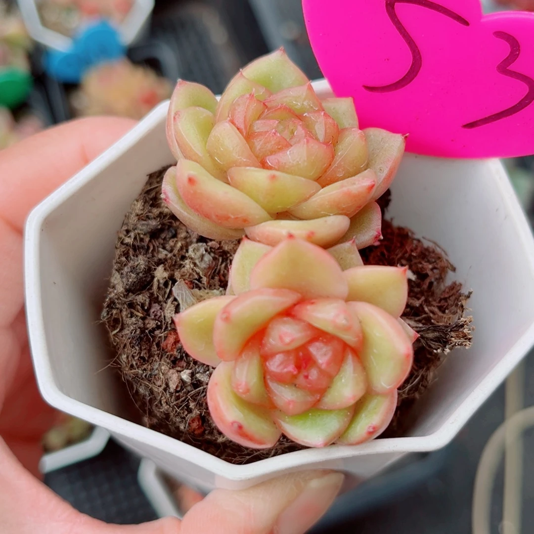 53号小老桩珍妮双头