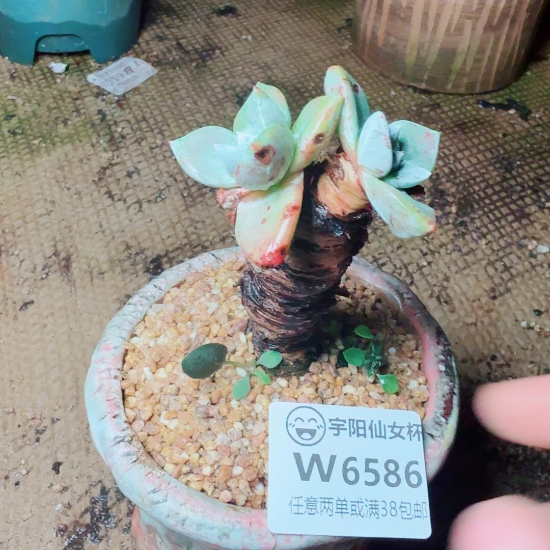 6586法瑞诺莎苹果叶多肉