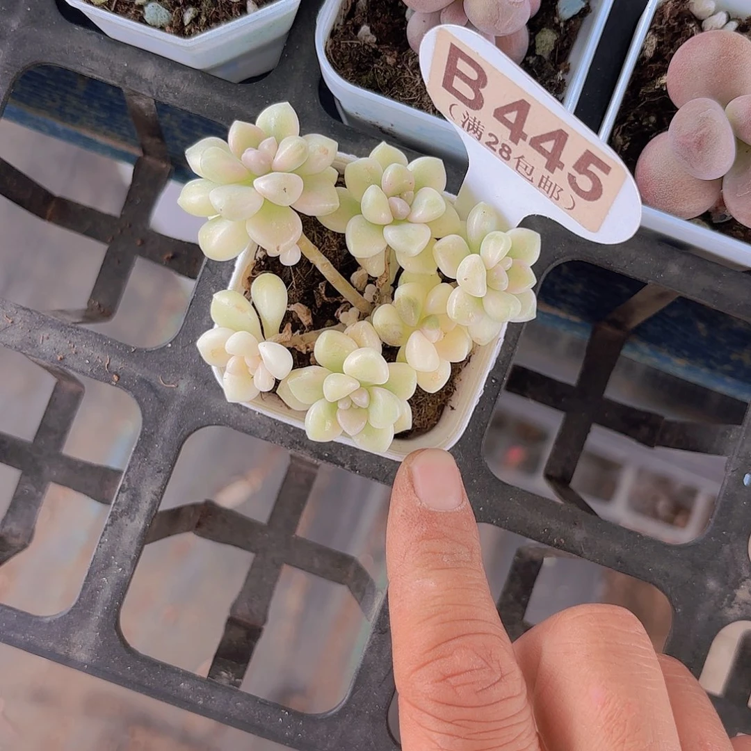 B445姬秋丽锦一物一拍