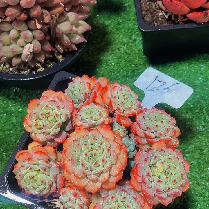 丽娟花卉熊猫脸多头