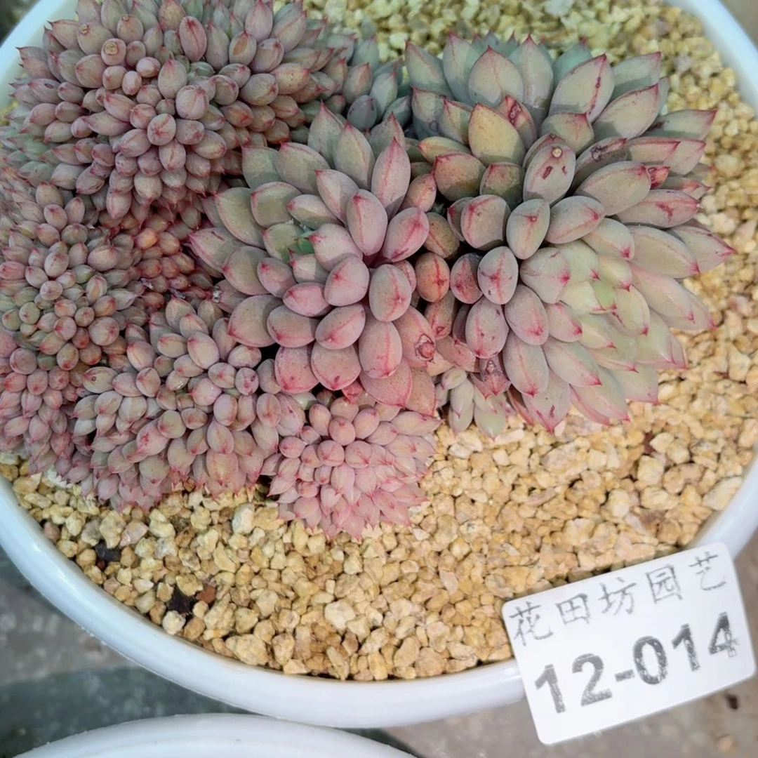 人***行12，14红蜻蜓杂缀化