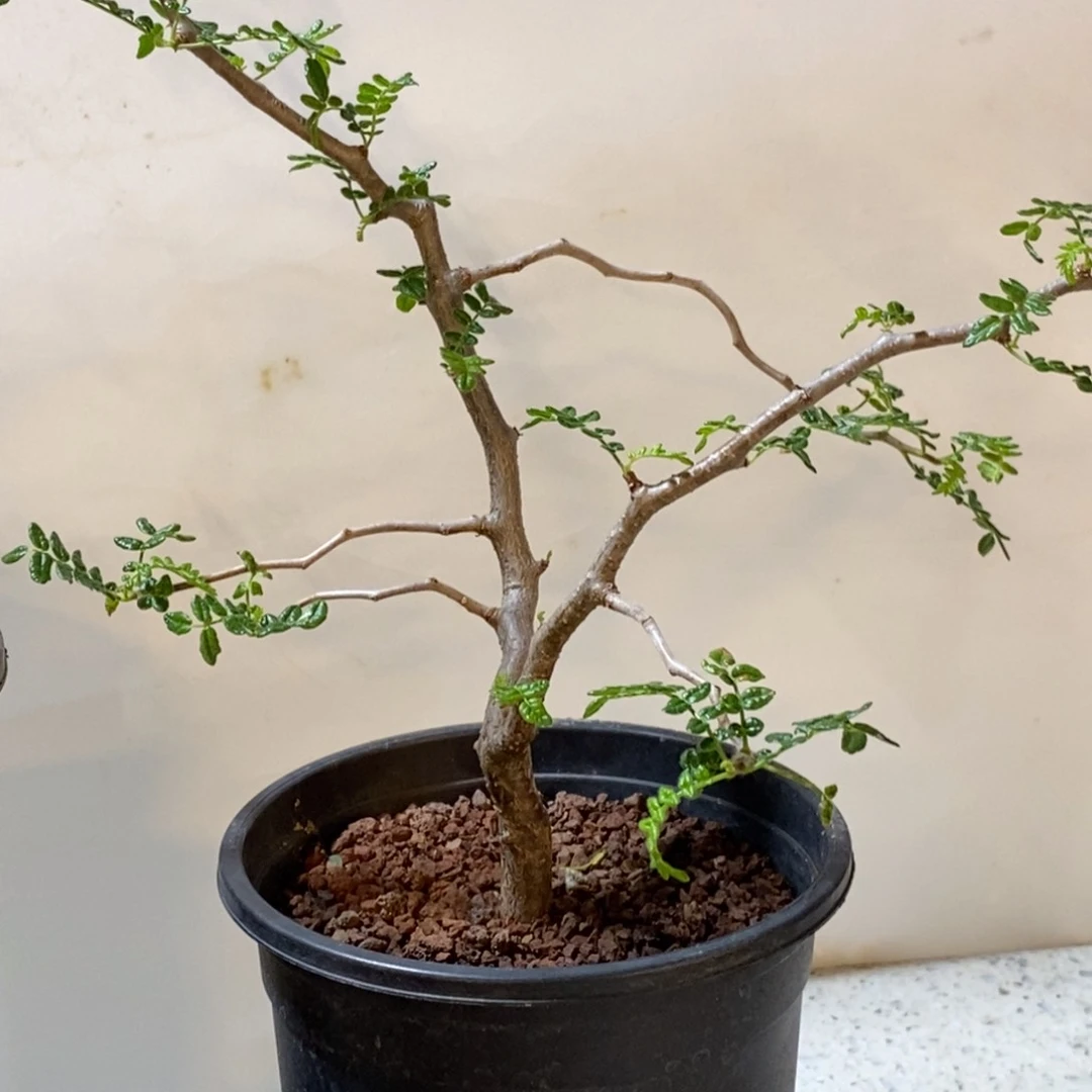 滔天橄榄实生没药